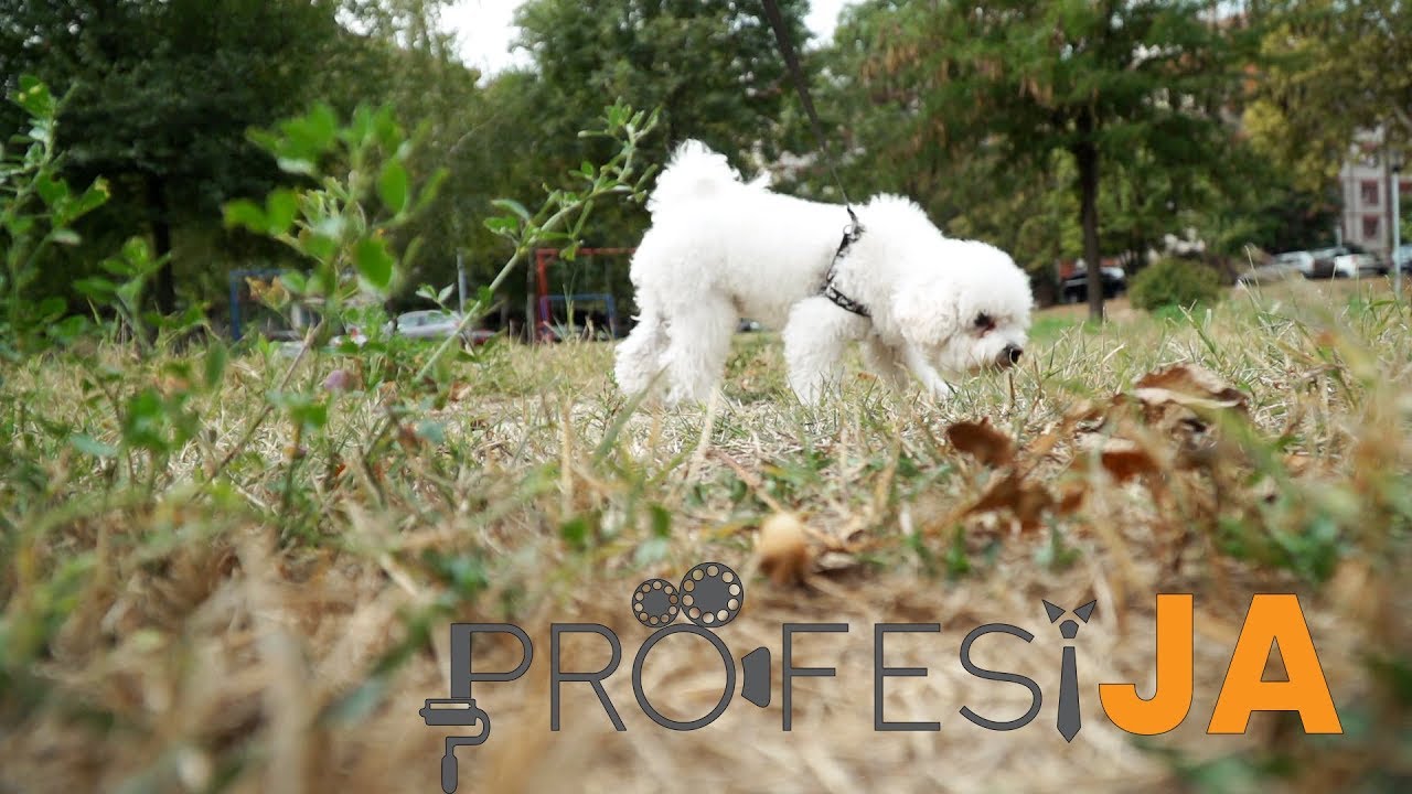 PROFESIJA 1 - Veterinar