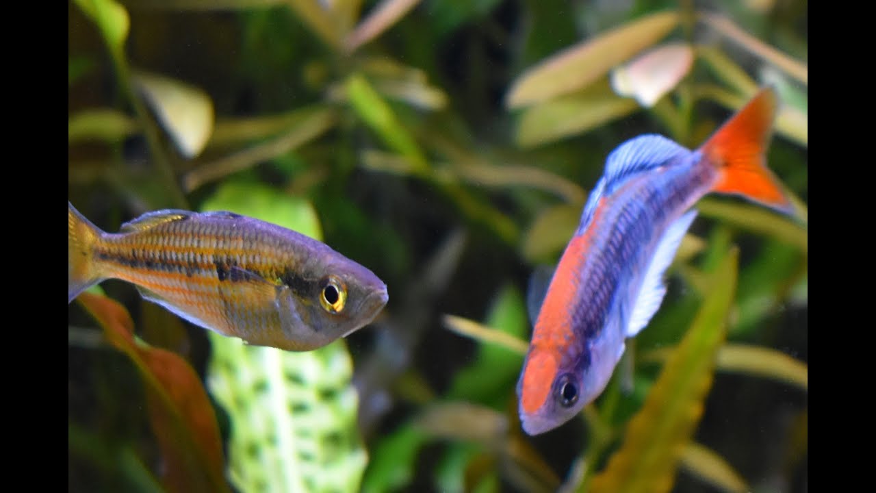 Melanotaenia sp. Kali Tawa: The Perfect Aquarium Fish?
