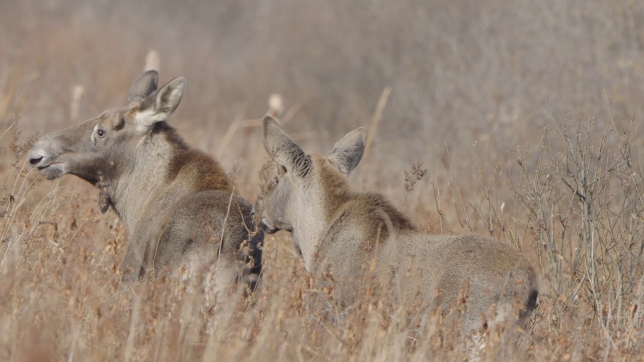 POV Wildlife видео охота, кабаны, лоси, лебеди, дикая природа, sony 200-600, zve1