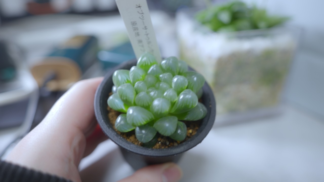 ACTUS で 激可愛い ハオルチア・オブツーサ買いました！#観葉植物 #I多肉植物 #ハオルチア
