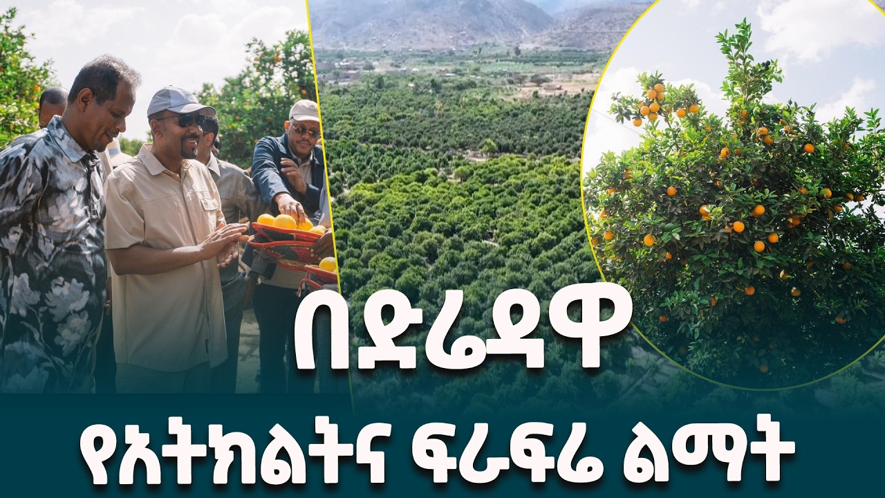 ጠቅላይ ሚኒስትር ዐቢይ አሕመድ(ዶ/ር) በድሬዳዋ የአትክልትና ፍራፍሬ ልማት ያደረጉት ጉብኝት @EthiopianNewsAgency