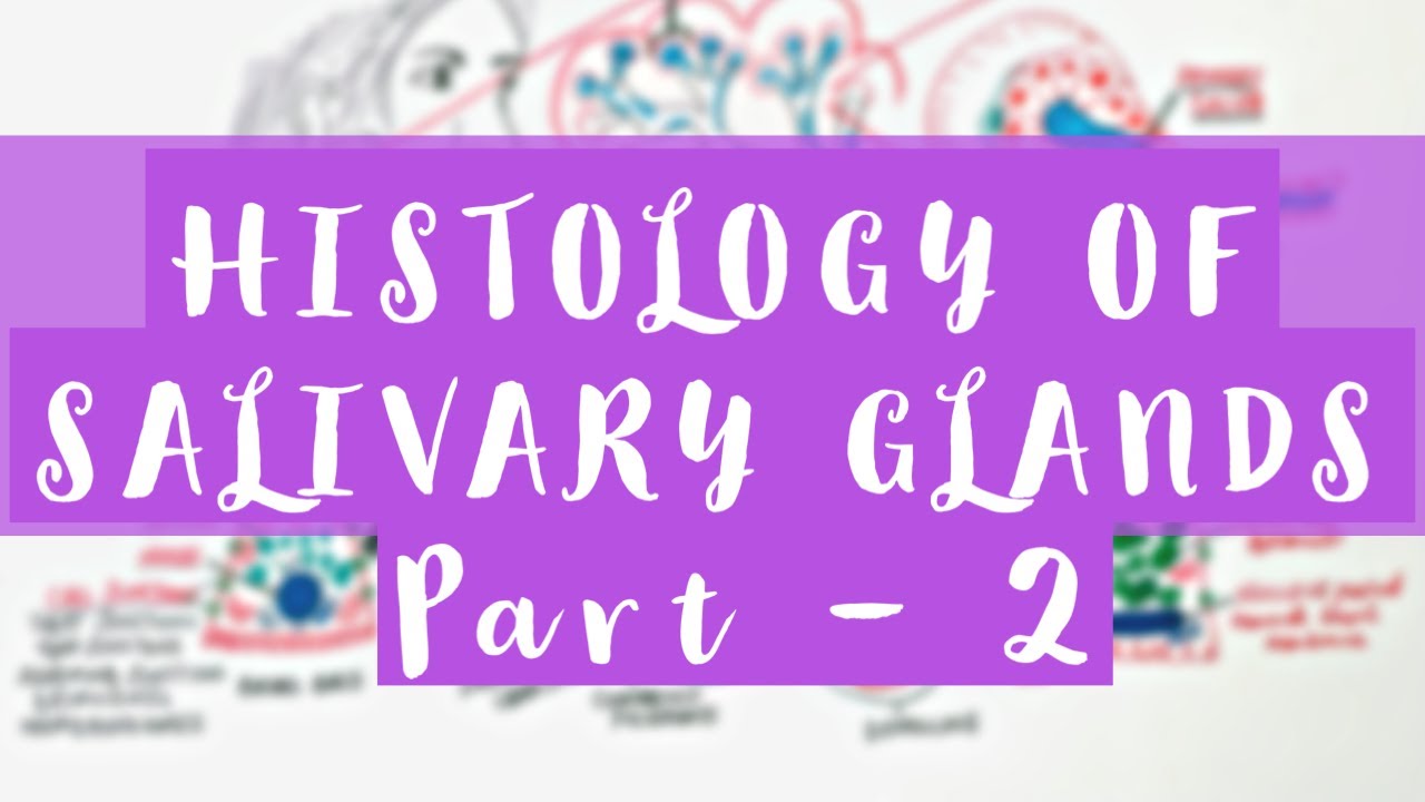 HIstology of Salivary Glands - Part 2