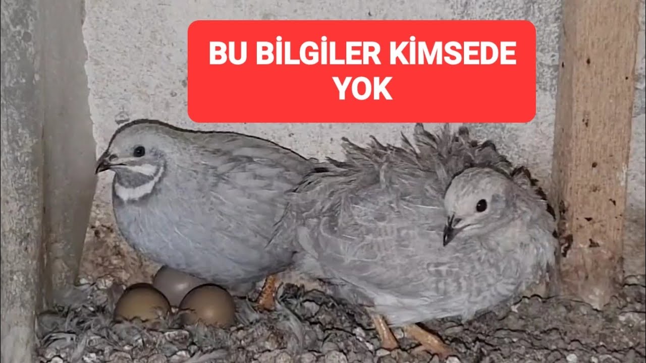 ÇİN BILDIRCINI GENEL BİLGİLER ve Yavrulara YENİ YER HAZIRLIĞI #bıldırcın