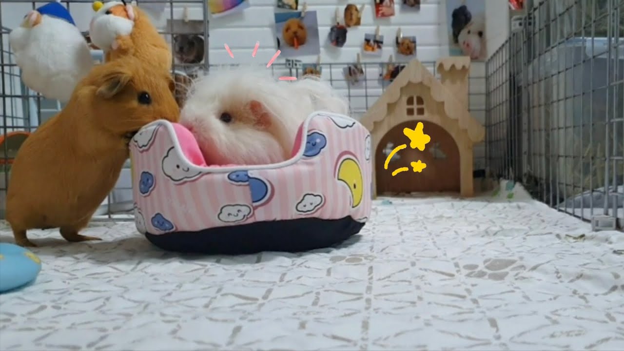 Hidden piggy cam - 6am. happiness time - hughug a guinea pig 