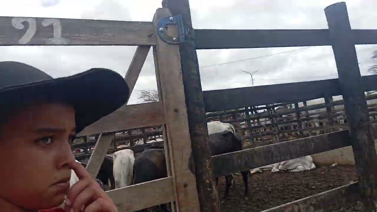 #feira de Tabira Pernambuco #gado 