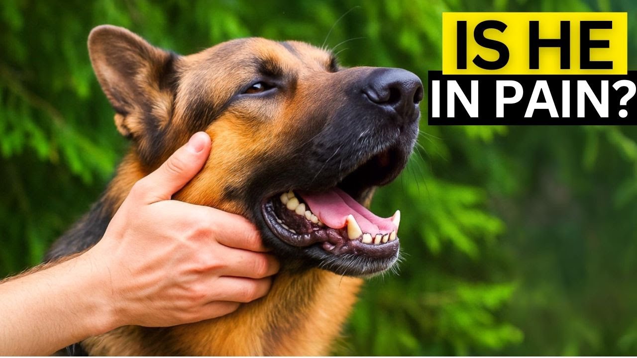 Understand Why Your German Shepherd Groans and When to Worry