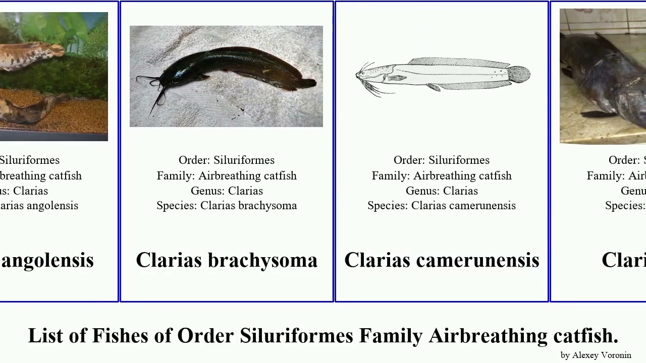 Fishes of Order Siluriformes Family Airbreathingcatfish clarias walking nops angolensis Manguri