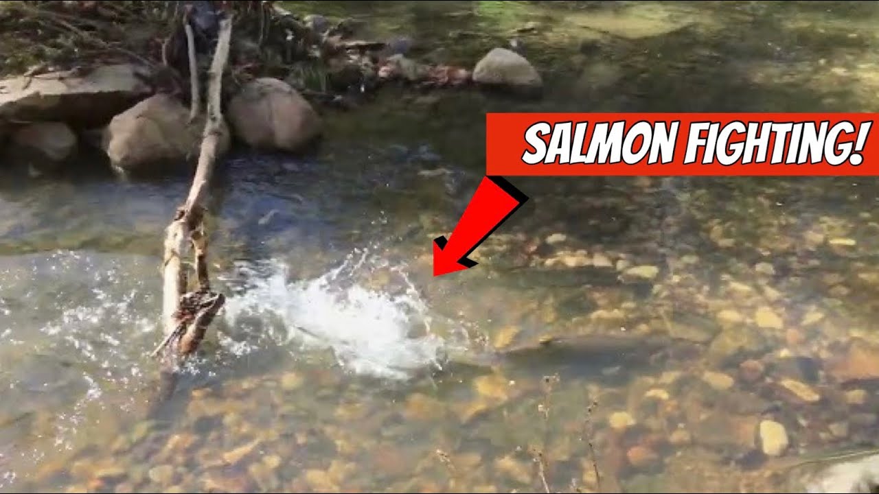Wisconsin Fall Salmon Run | Urban Fishing