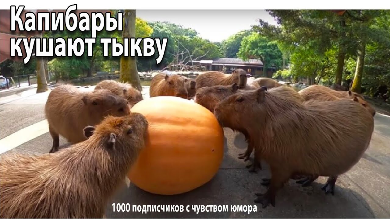 Капибары кушают тыкву | ну очень забавное видео)))