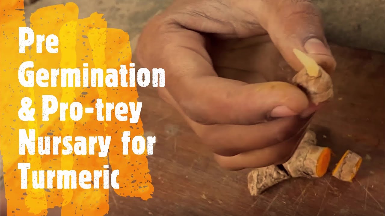 Growing Turmeric Organically Part 2//Pre Germination & Pro-trey Method of growing turmeric Seedling