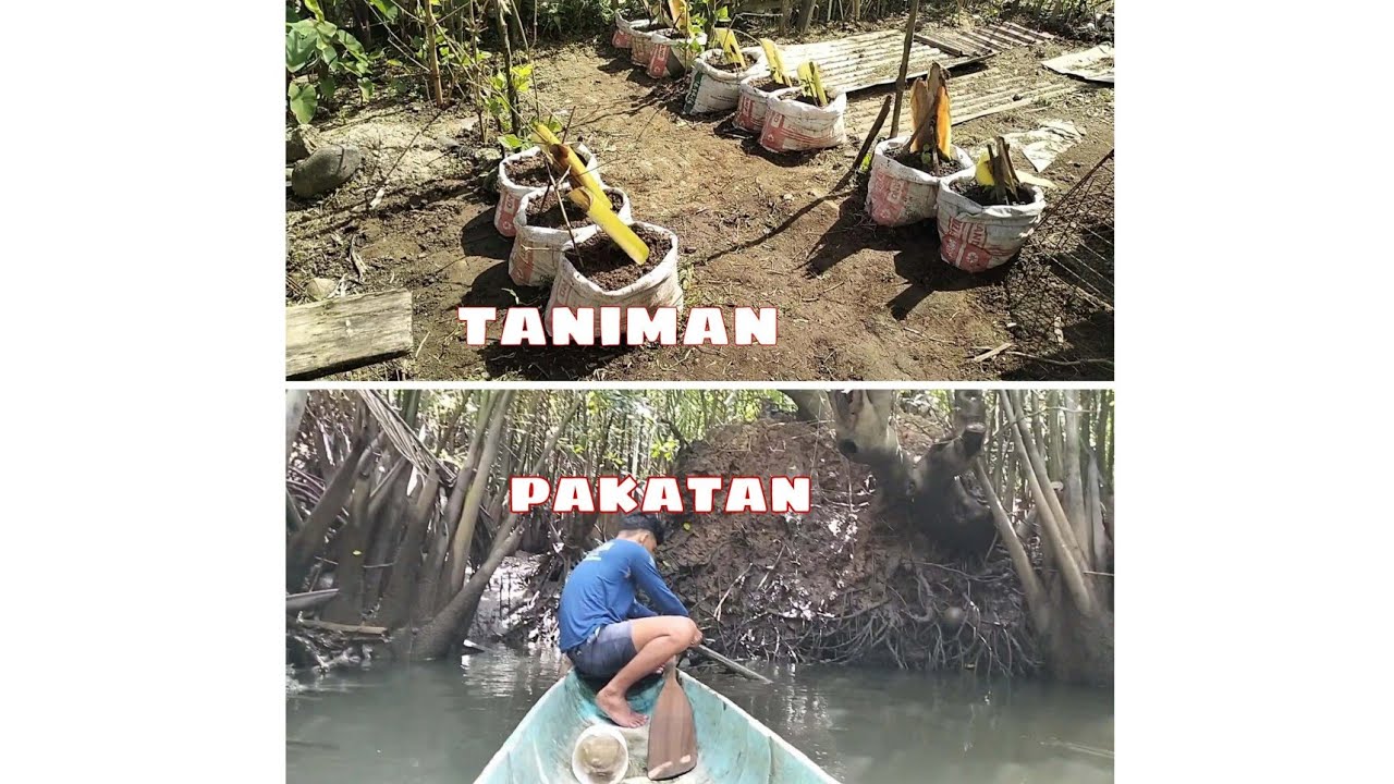 NAGLIPAT NG TALONG AT SILING SIGANG / NAG PUTOS SI TILAT SA ILOG