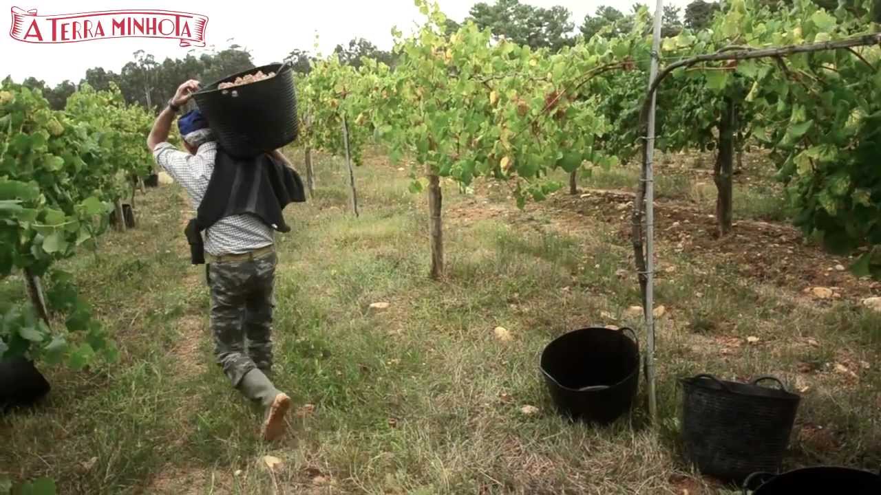 Vindimas Monção 2012