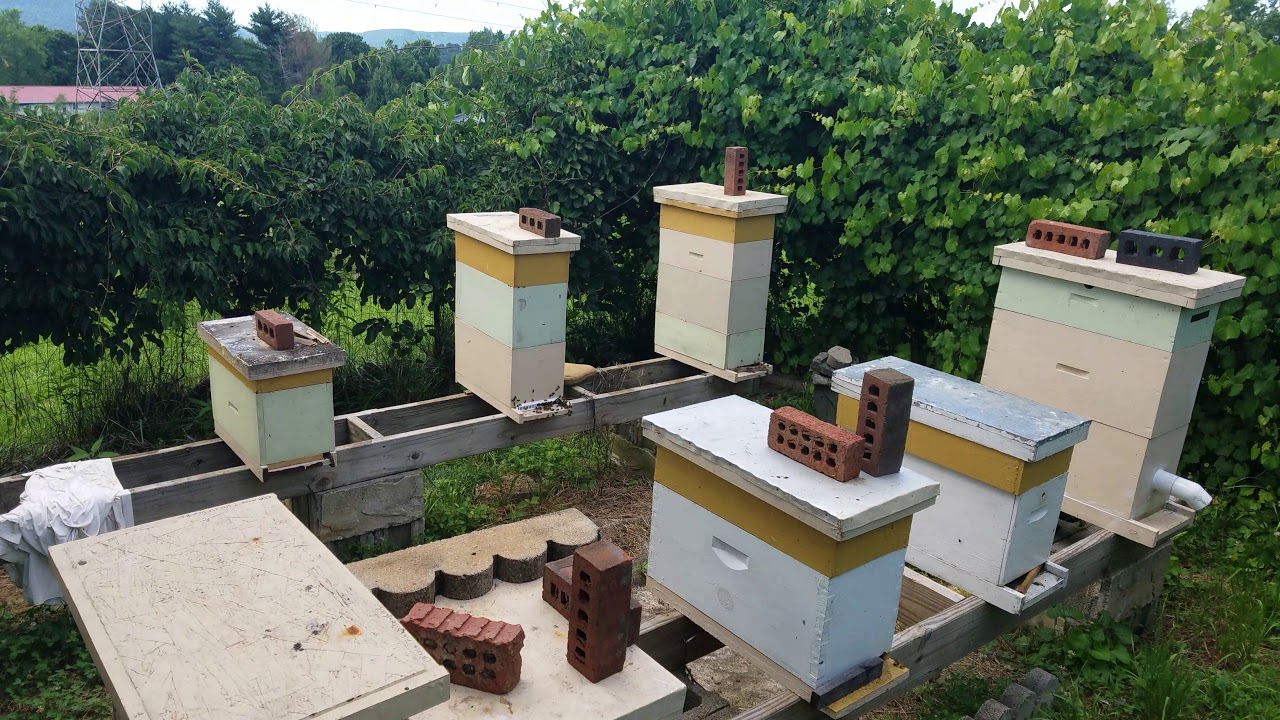 Pulling honey from my nuc hives