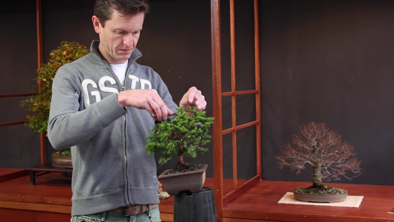 Hoe start ik met Bonsai?