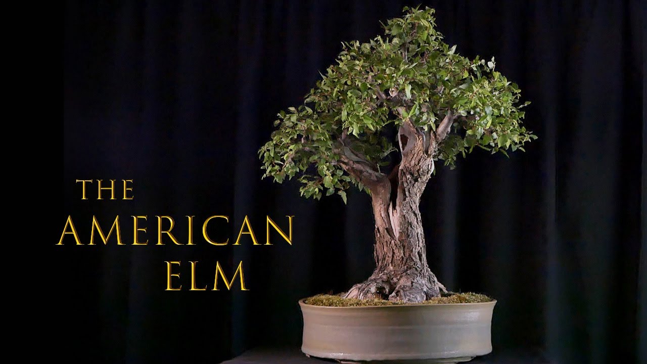 The American Elm: A Naturalistic Legacy
