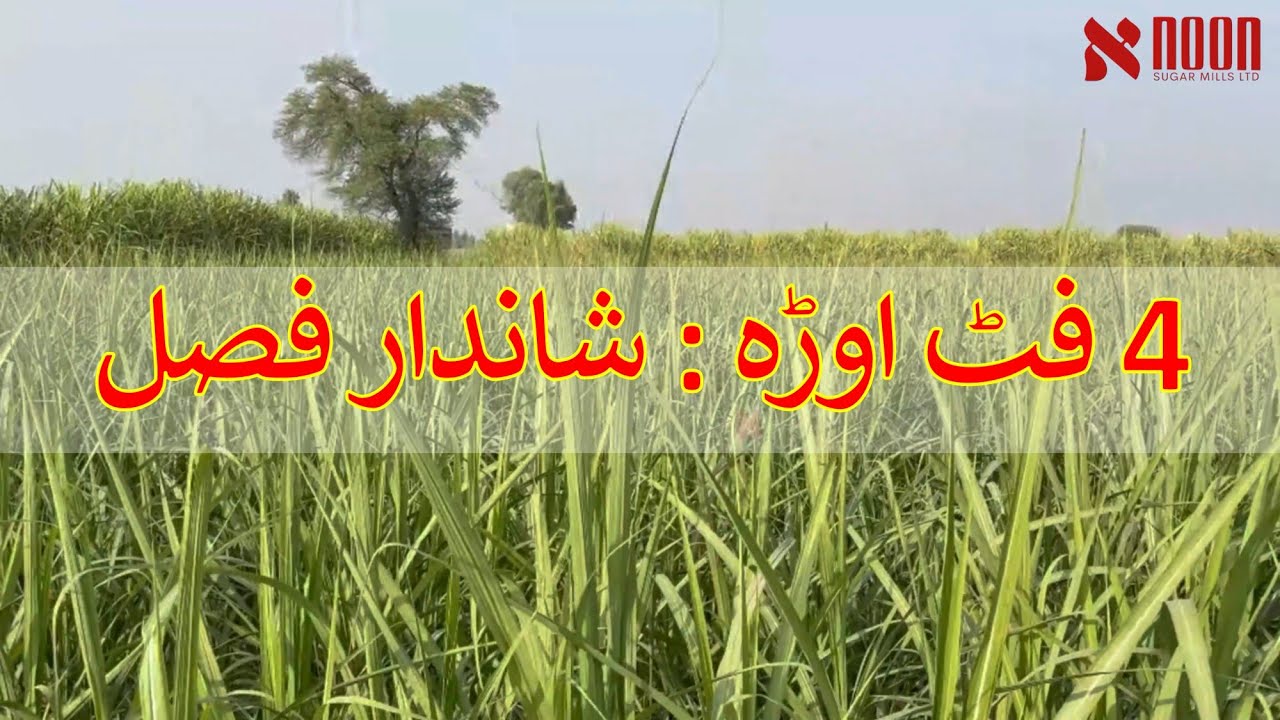 چار فٹ کاشت کا عملی نتیجہ | ستمبر کاشت تین ماہ میں شاندار نتائج