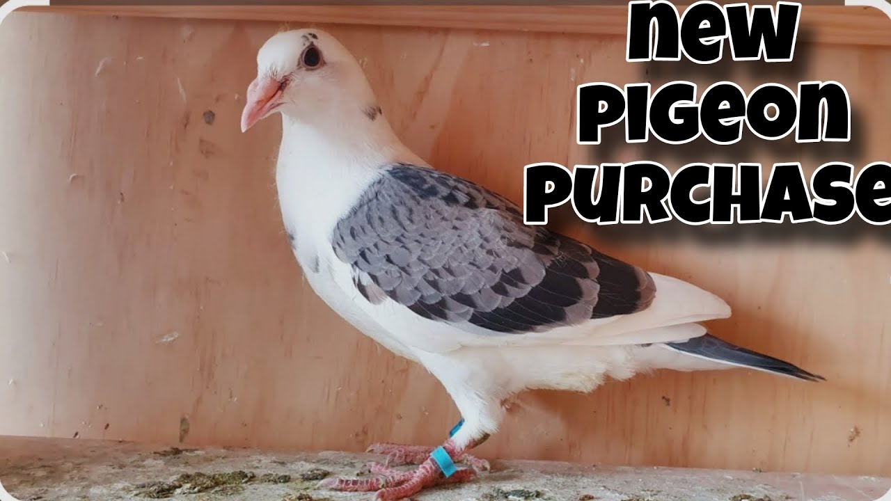New Vlog pigeon purchase 💞 it's Sarib ❤️...