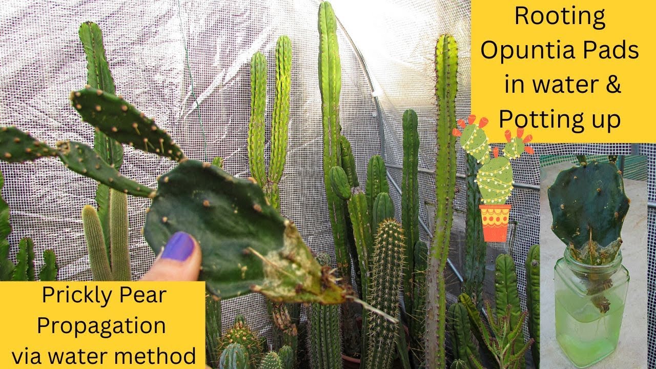 Rooting Opuntia 'Prickly Pear' Cactus Pads in Water & Potting Up #cacti #cactusplants
