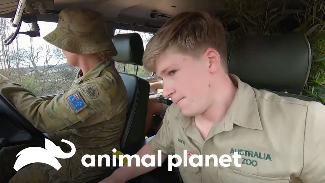 Em busca do bem-estar animal com o exército australiano | A Família Irwin | Animal Planet Brasil