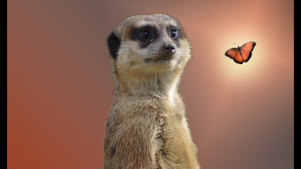 Wild Animal Sounds - Meerkat Sounds - What does a meerkat sound? - Animal Sounds Real