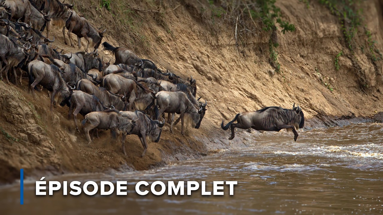 Gnou vs Crocodiles: La traversée de rivière la plus mortelle | Les nomades du Serengeti 101 + 102