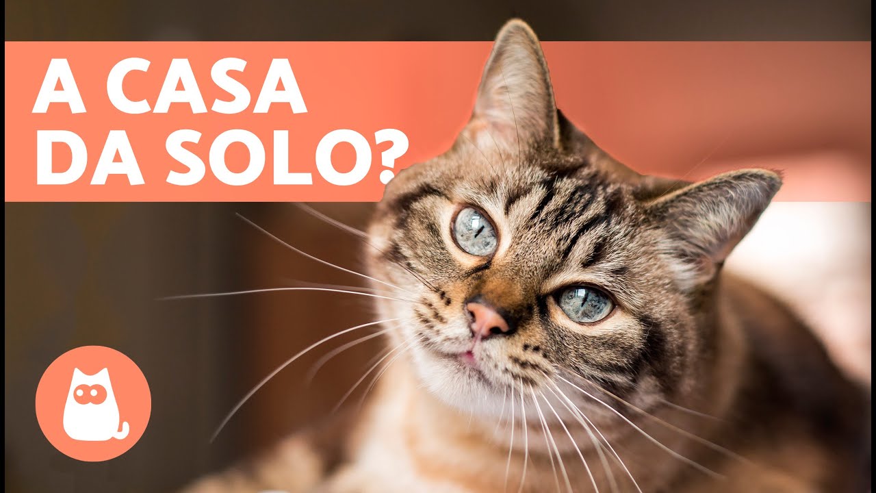 Per quanti GIORNI un GATTO può stare A CASA DA SOLO? 🐱🏠