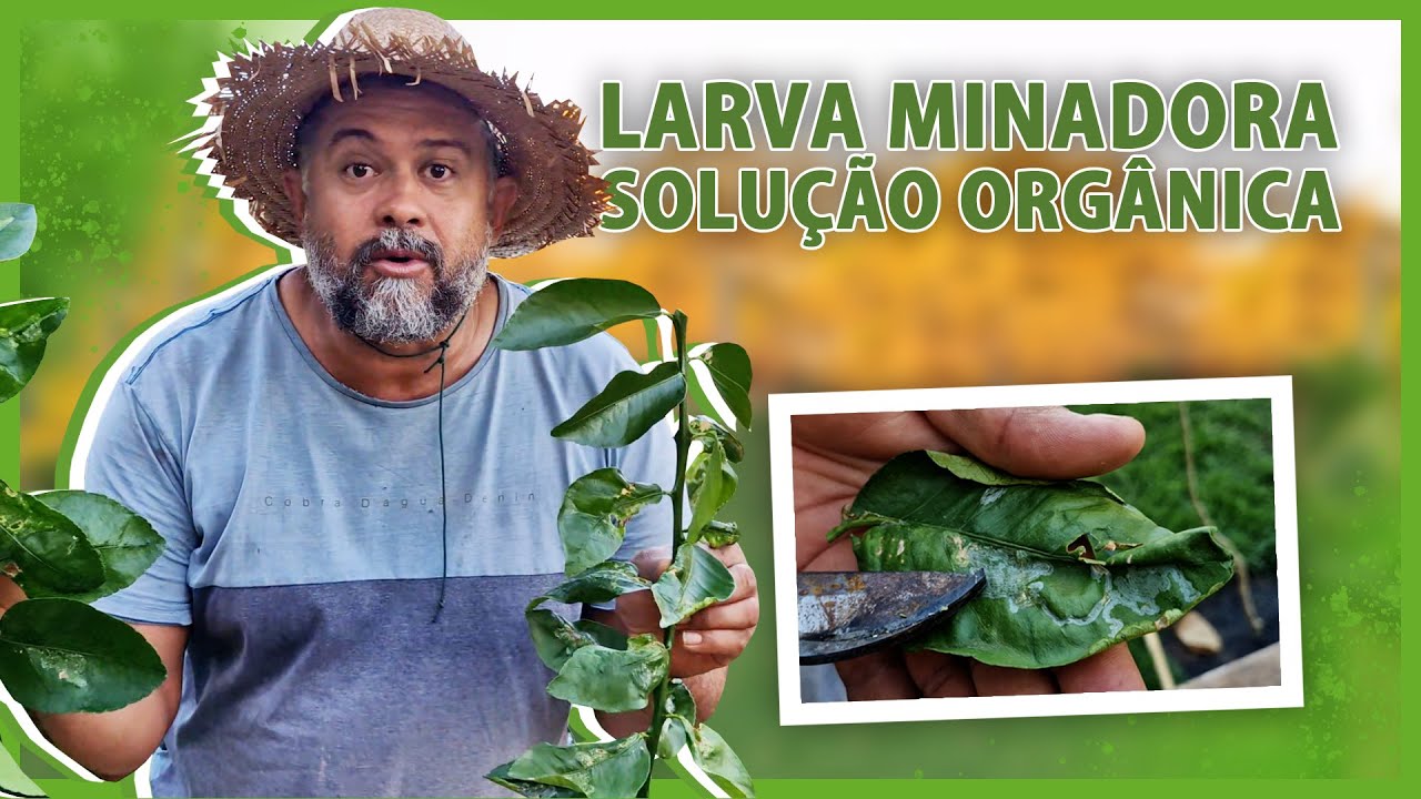 Como controlar LARVA MINADORA nos seus CÍTRUS 