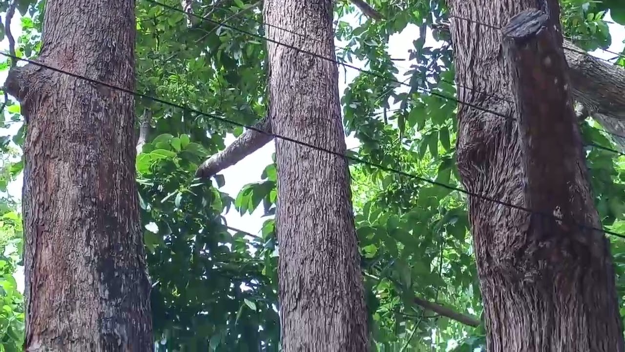 Agoho Tree (Casuarina equisetifolia)