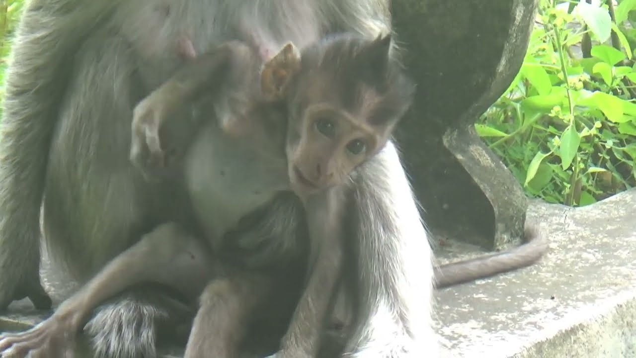 ANAK MONYET  Monkey Baby