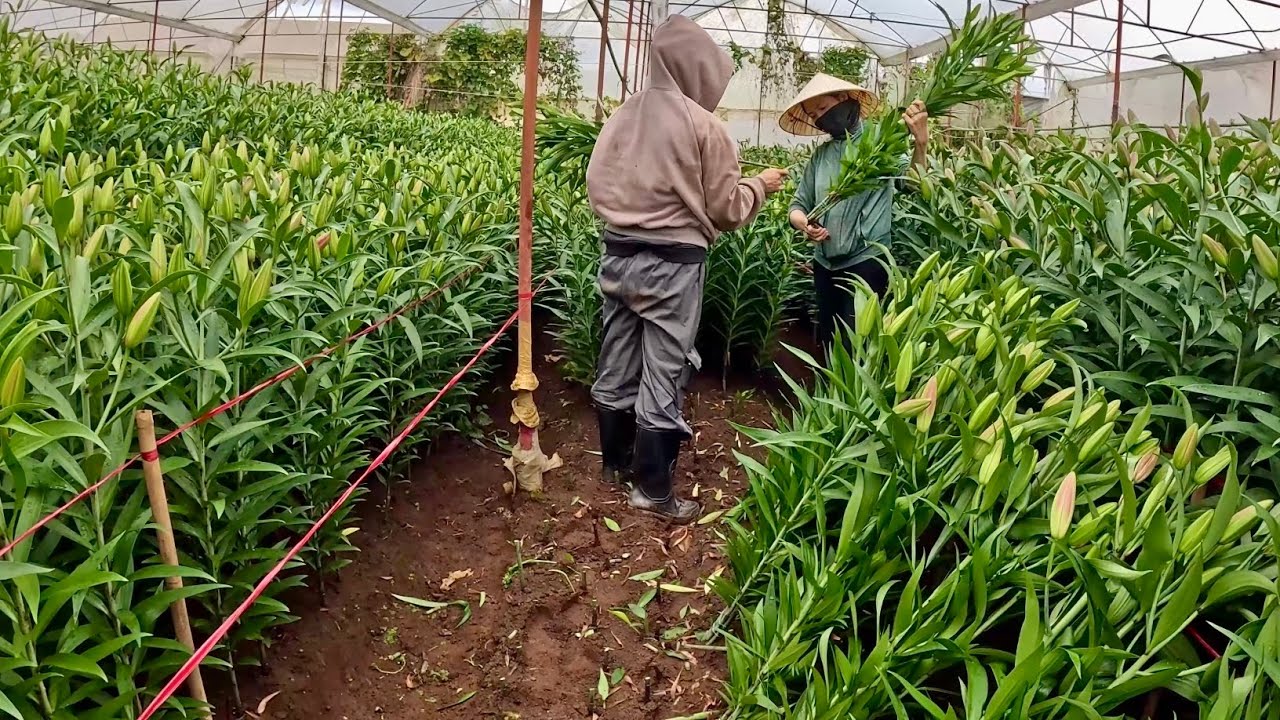 Thu hoạch HOA LY Đà Lạt, rộn ràng những ngày giáp Tết