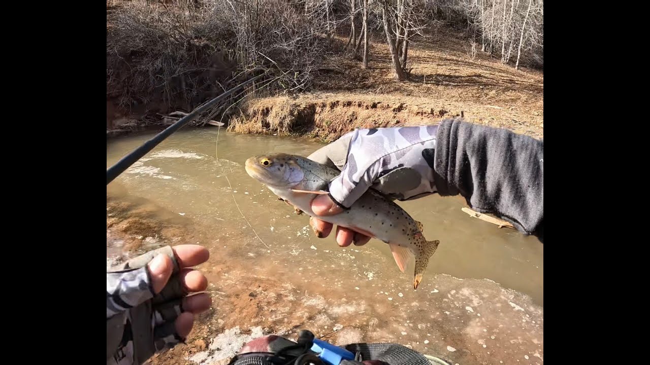 Turkeys and cutthroats on a cold mountain stream