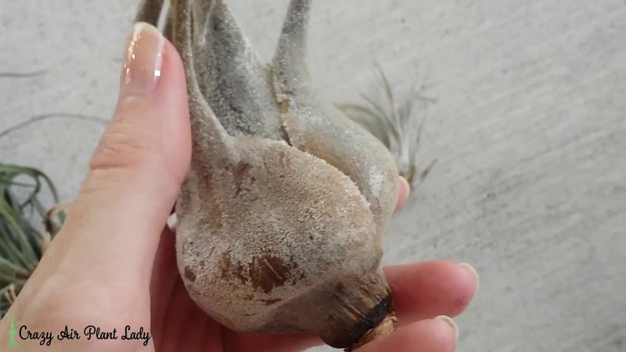 Did I Kill My Air Plant?