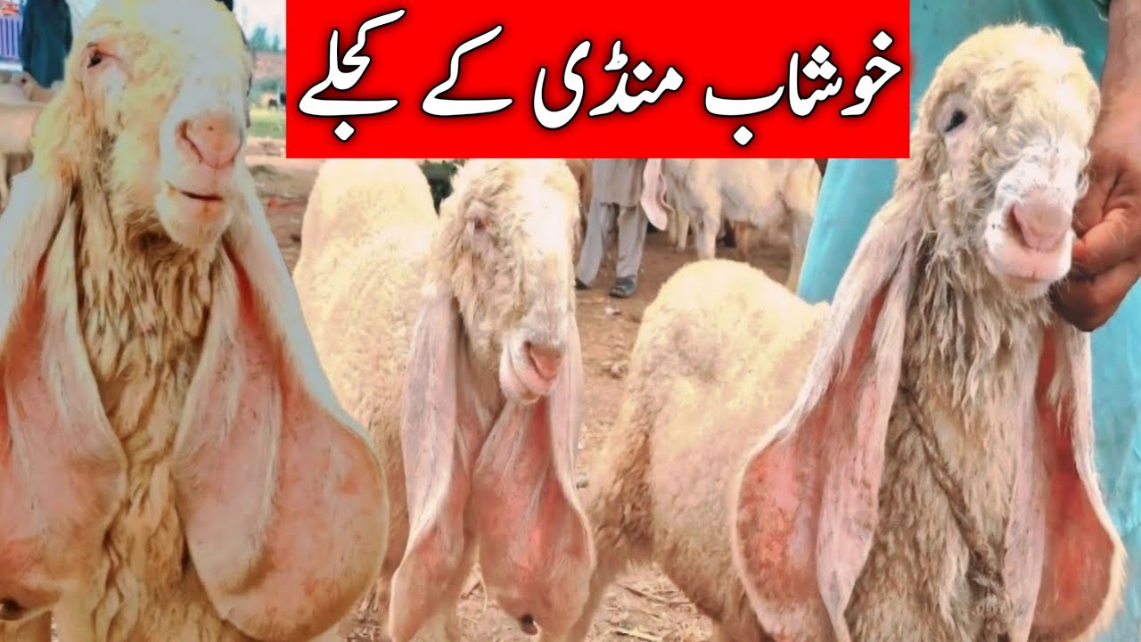 Khushab Kajla Kakka Lela Mandi | 5 Neshan Wale Kajle || Global Village Farming