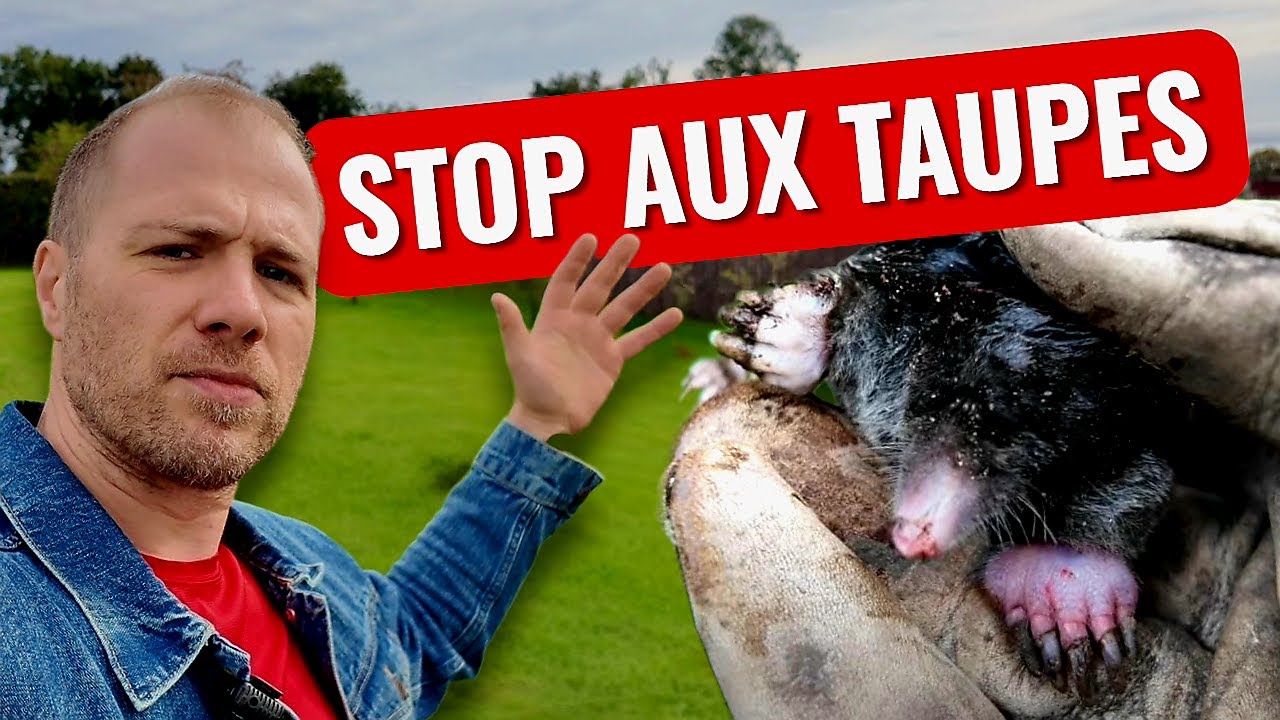 Stop aux taupes ! Le piège ultime qui marche à tous les coups