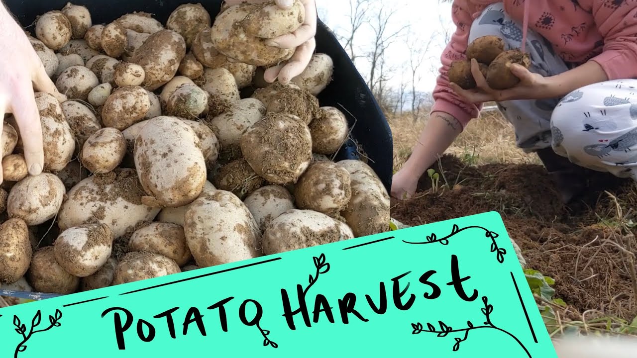 Growing Potatoes Start To Finish Huge Potato Harvest