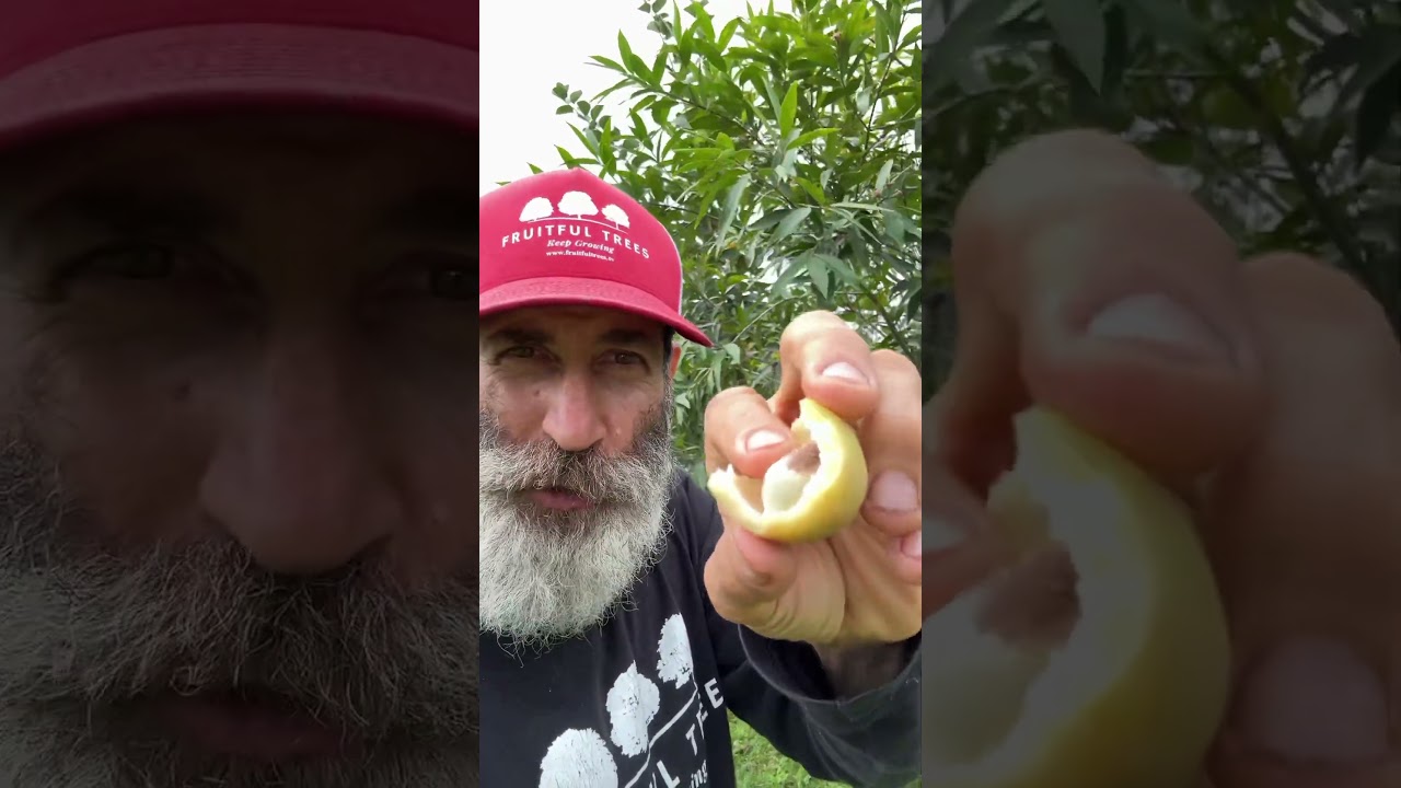 Rose Apple: Not an Apple, But an Amazing Tropical Fruit!