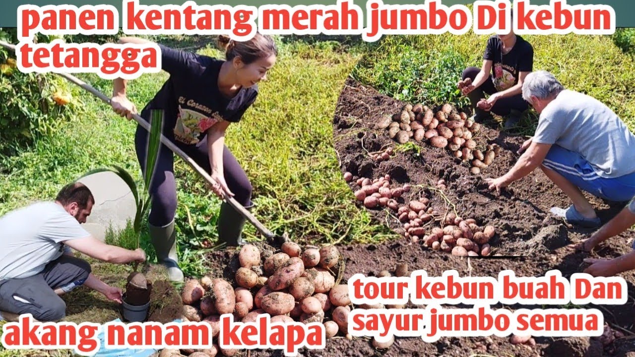 TETANGGA JOMBLO BAIK HATI NYURUH PANEN KENTANG DI KEBUNNYA , NANAM KELAPA SEMOGA TUMBUH