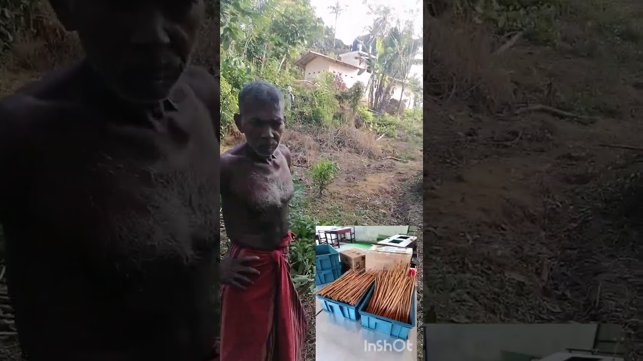 බෝල කුරුන්දක් යනු කුමක්ද එහි ස්වබහවය මොන වගේද යන්න අවබෝදයක් නොමැති අයගේ අවධානය පිනිස🙋‍♂️🙋‍♂️🙋‍♂️