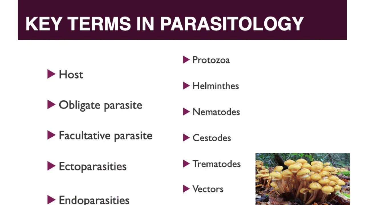 BIO 316 Intro Parasitology