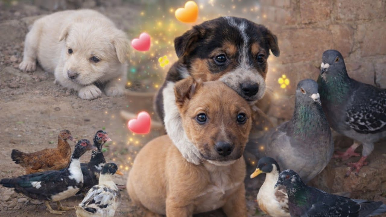 Aaj Ka Zabardast Surprise 😍 Puppies Aur Kabootar Update