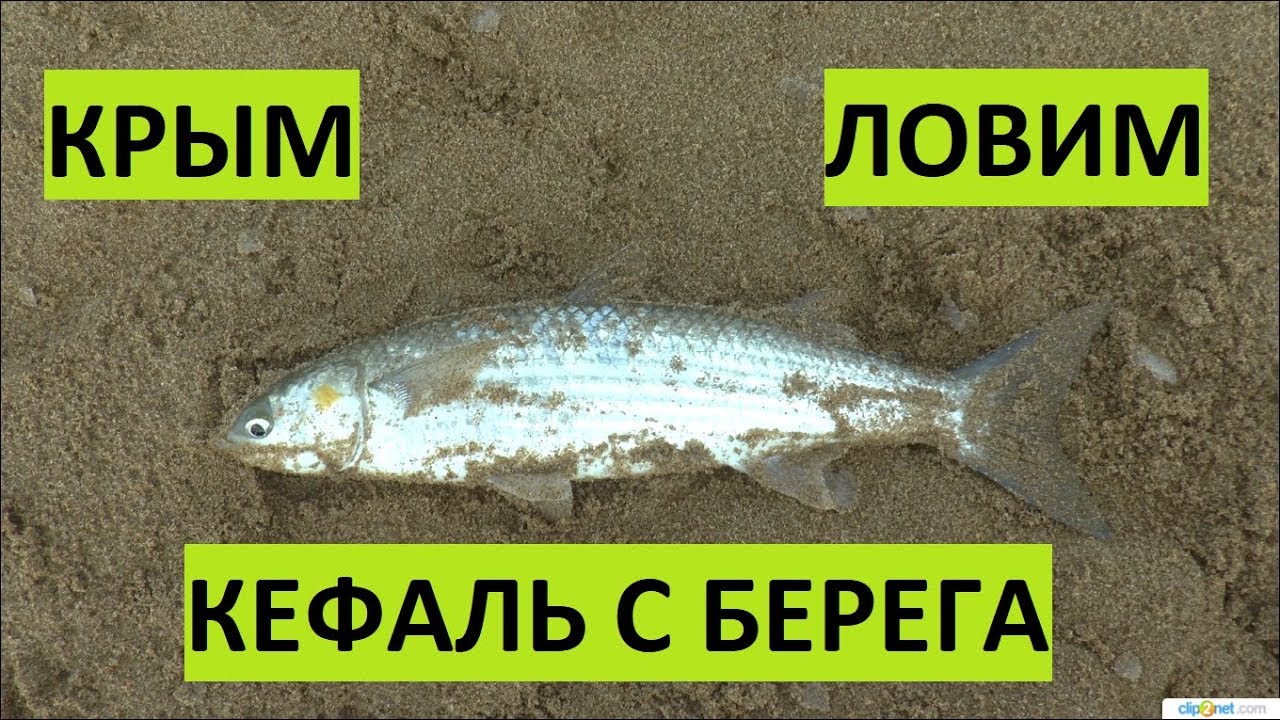 Крым. Рыбалка на море. Кефаль оснастка насадка.