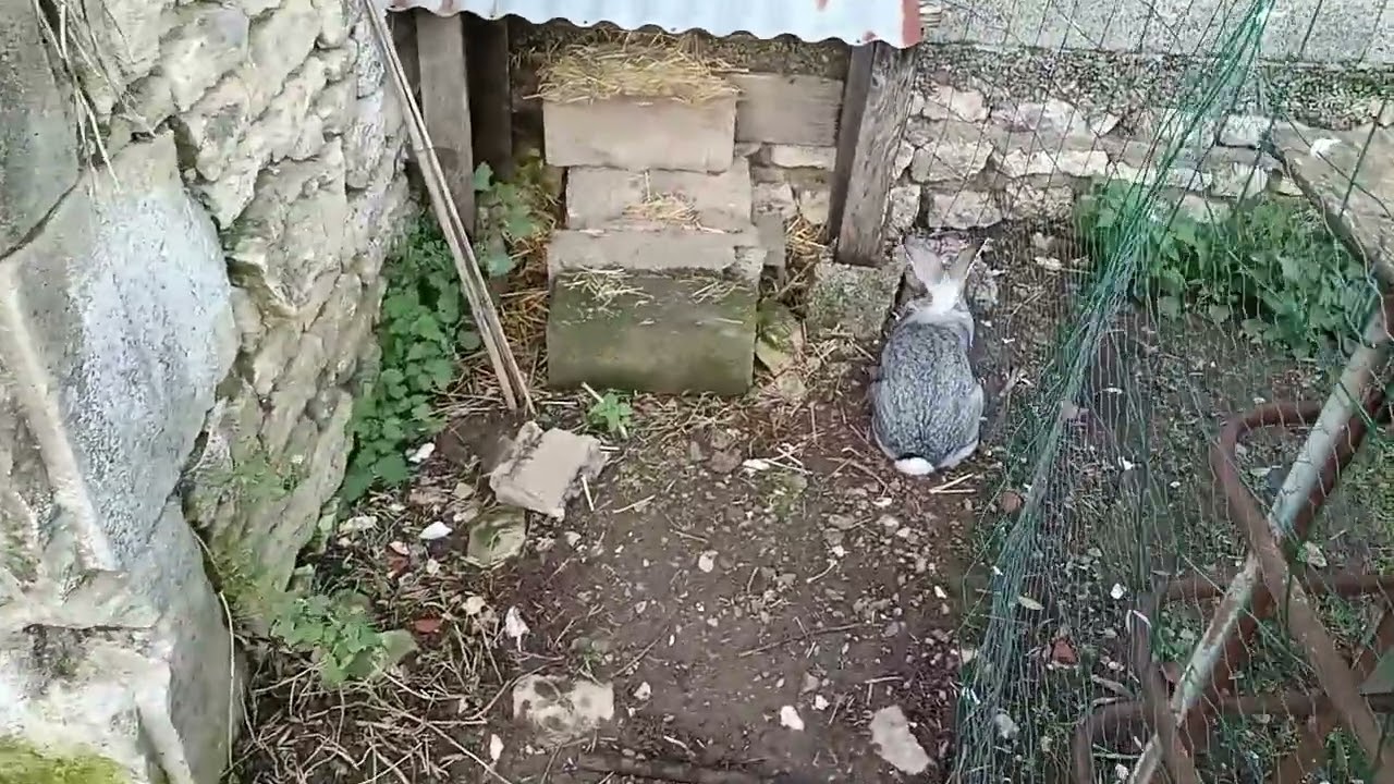 N°80 / Idée de parc à lapin
