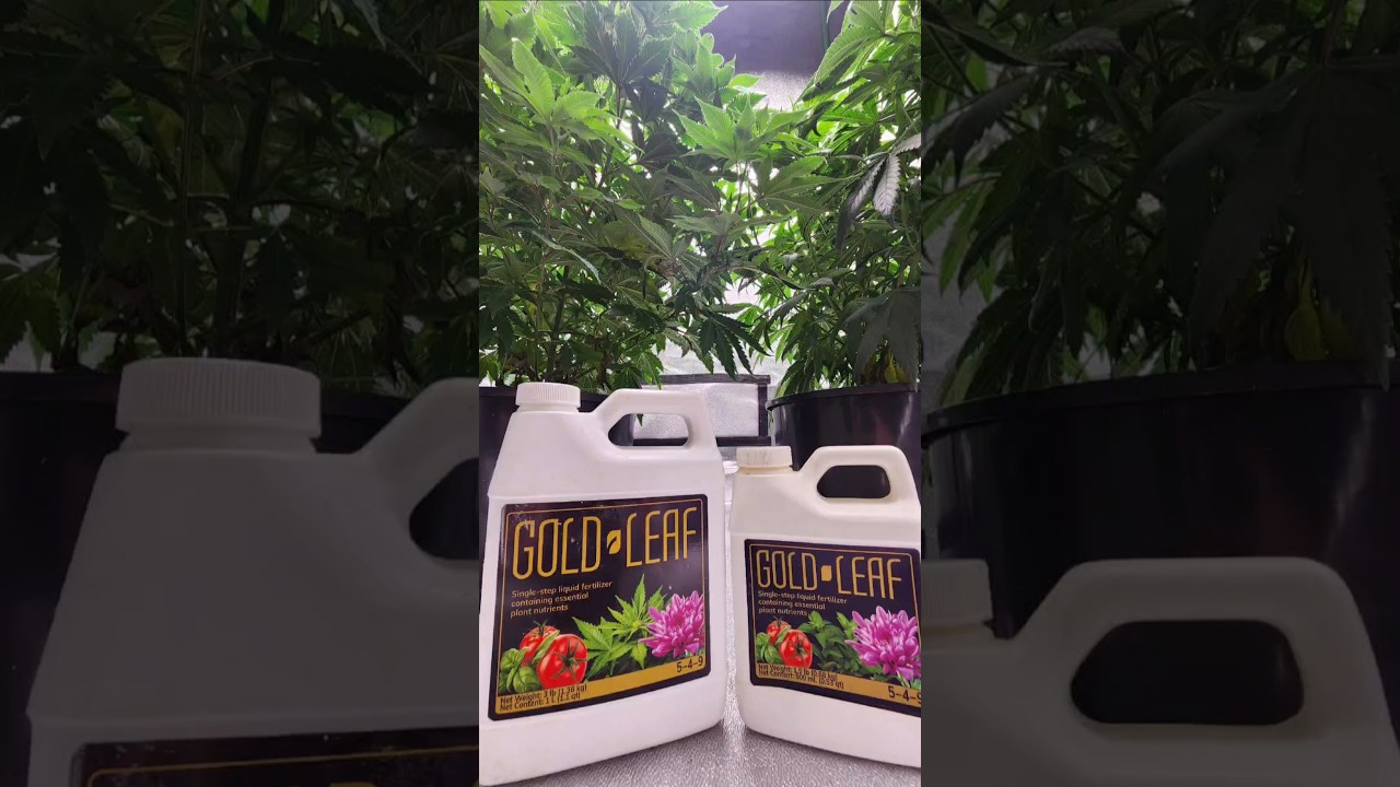 Gold Leaf Single Step Fertilizer #shorts