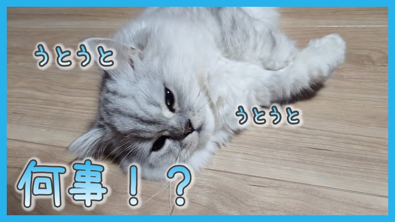【猫side】真夜中の大襲撃を受ける猫（ミヌエット）