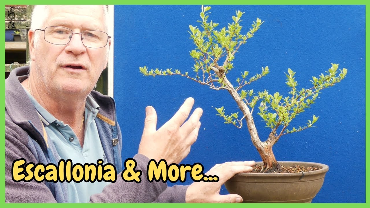 The SECRET to Managing a MASSIVE Bonsai Collection Without LOSING Your Mind