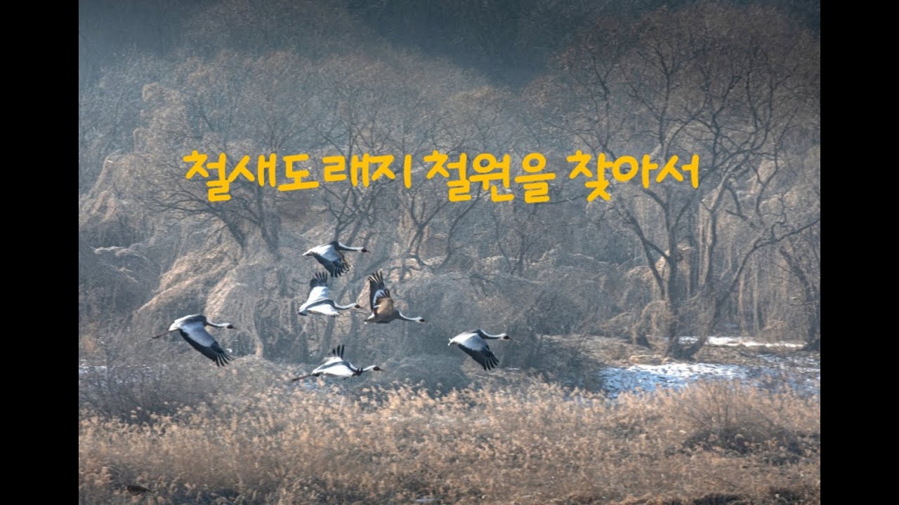 #철새도래지 #철원을 찾아서 #두루미#고니#청둥오리#겨울에 가볼만한 곳