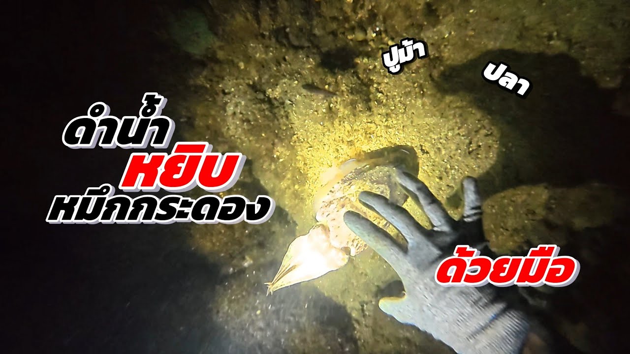 การตามล่าหาสัตว์ทะเลตามแนวปะการังน้ำตื้น ในตอนกลางคืน