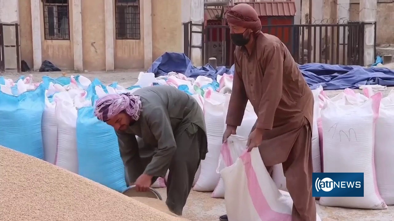 Export of 2.4 million tons of Kazakh grain to Kabul | صادرات ۲.۴ میلیون تُن غله از قزاقستان به کشور