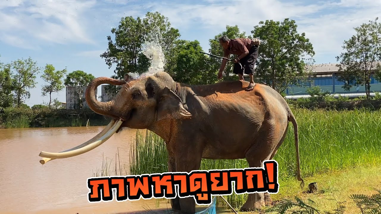 เป็นบุญตา ตาลุนพาทองใบออกเดินมาเล่นน้ำ! ตาลุนถึงกับโดน!?