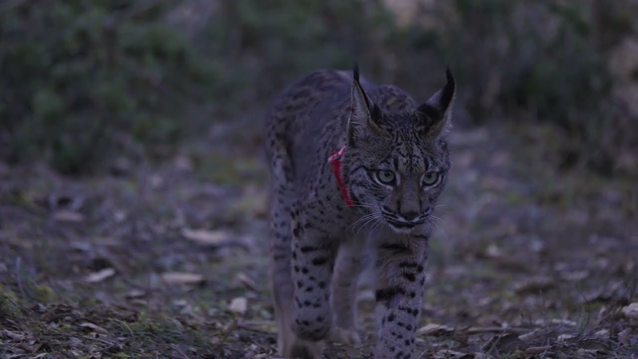 Reintroducción del lince en CyL. Una historia de compromiso